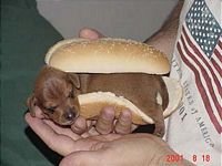 pic for Hot dog